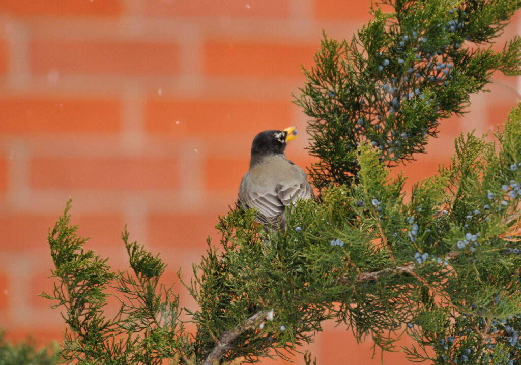 A robin nestled in an Eastern red cedar.