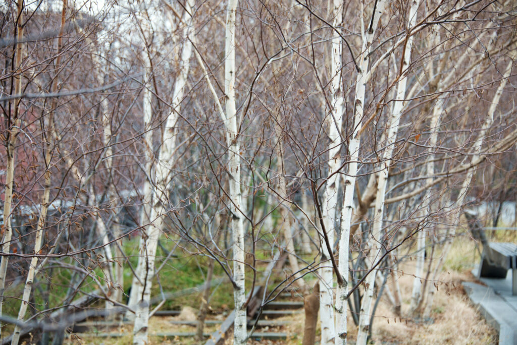 The High Line in winter.