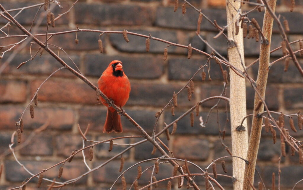 A cardinal resting high above the High Line’s path.