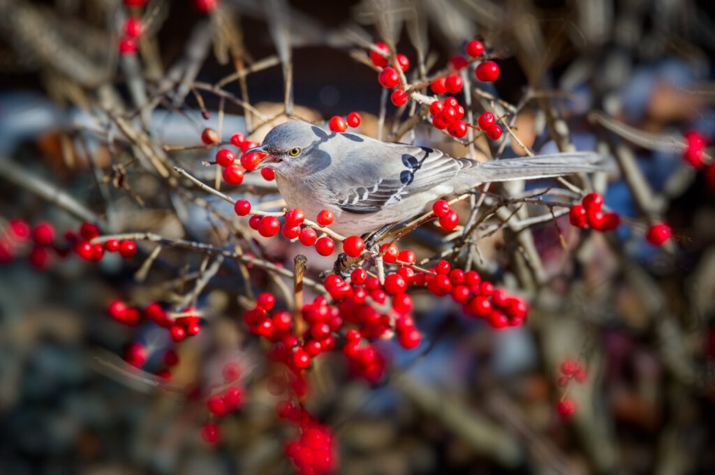 A Northern mockingbird enjoying winterberries.