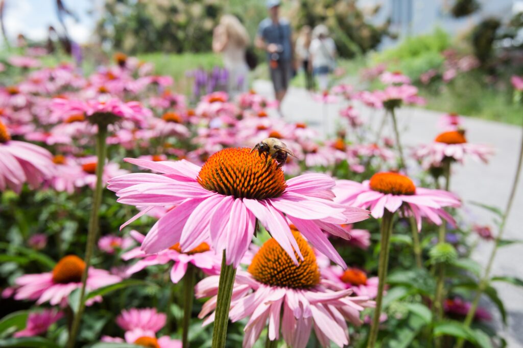 Bumblebee on a large pink flower.