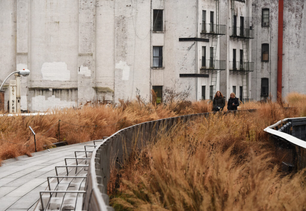 The Wildflower Field on the High Line.