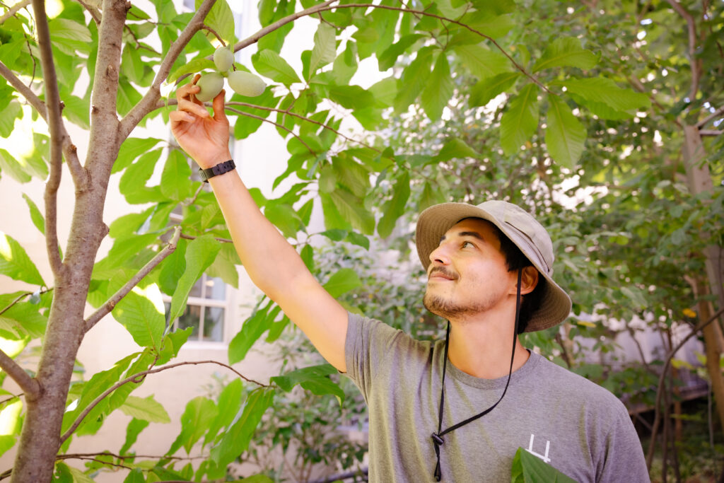 A gardener reaches up to a tree on the High Line