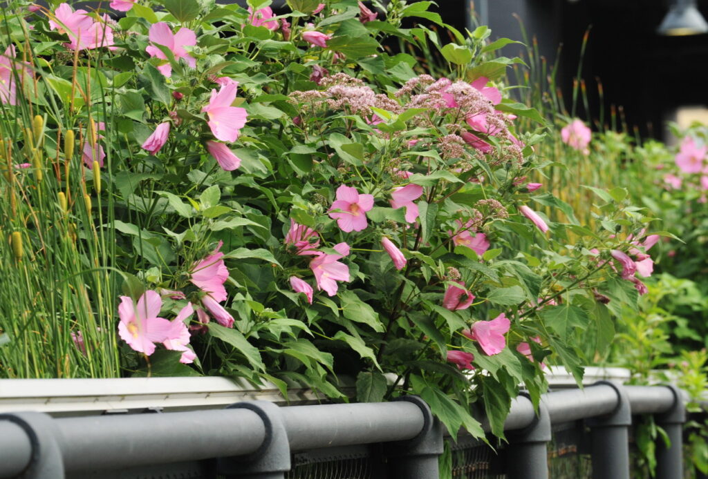 Pink flowers leaning over a railing on the High Line