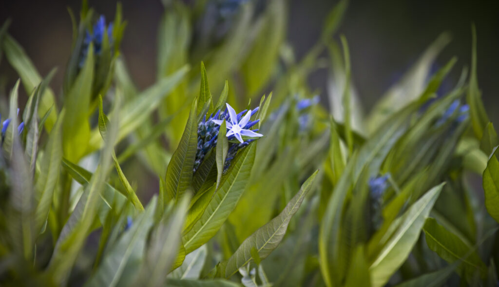 Blue flower nestled in green grass on the High Line