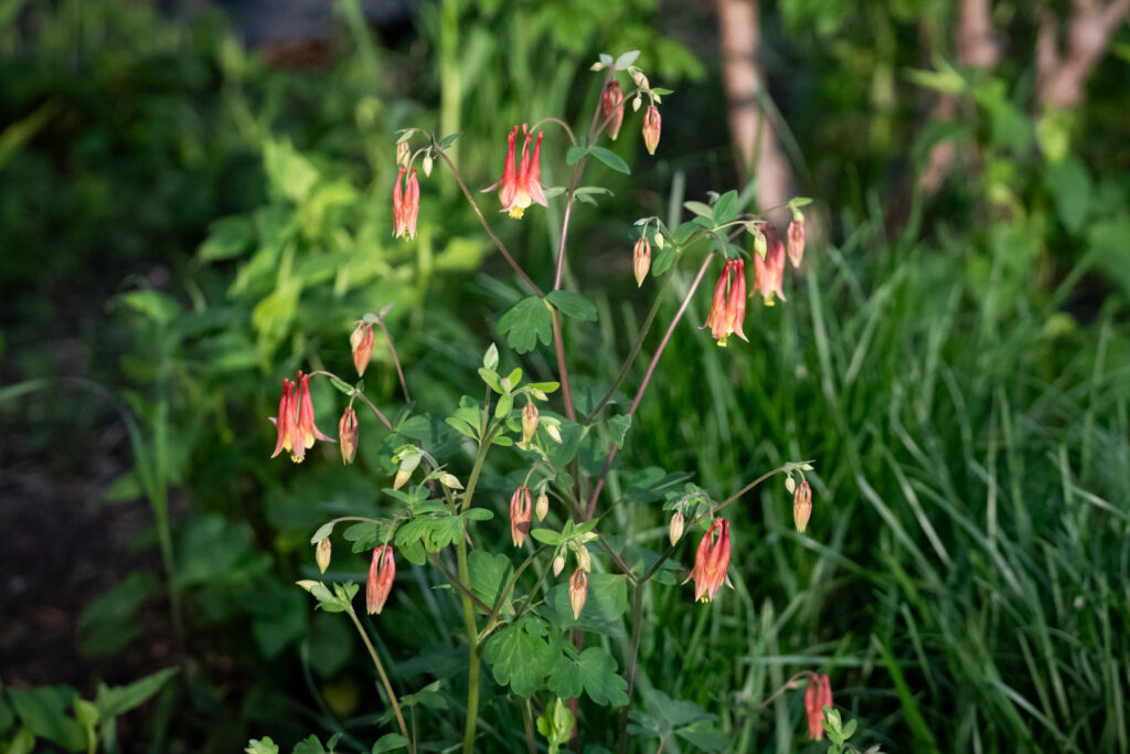 Pink flowers with green leaves. 