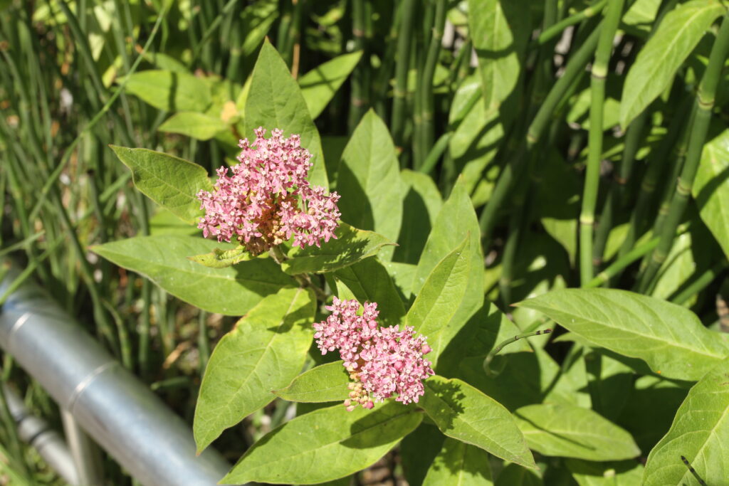 Pink flowers on green leaf in the High Line's beds