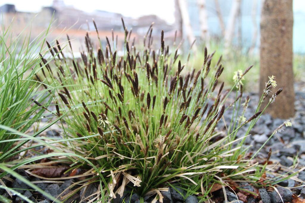 Grass on the High Line