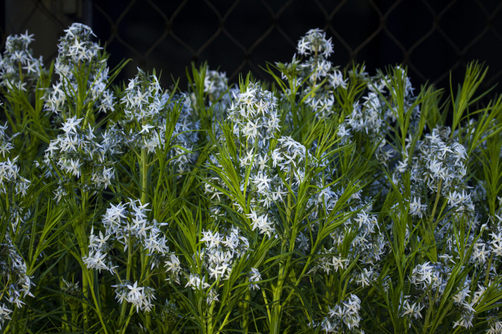 Blue flowers with green stems on the High Line