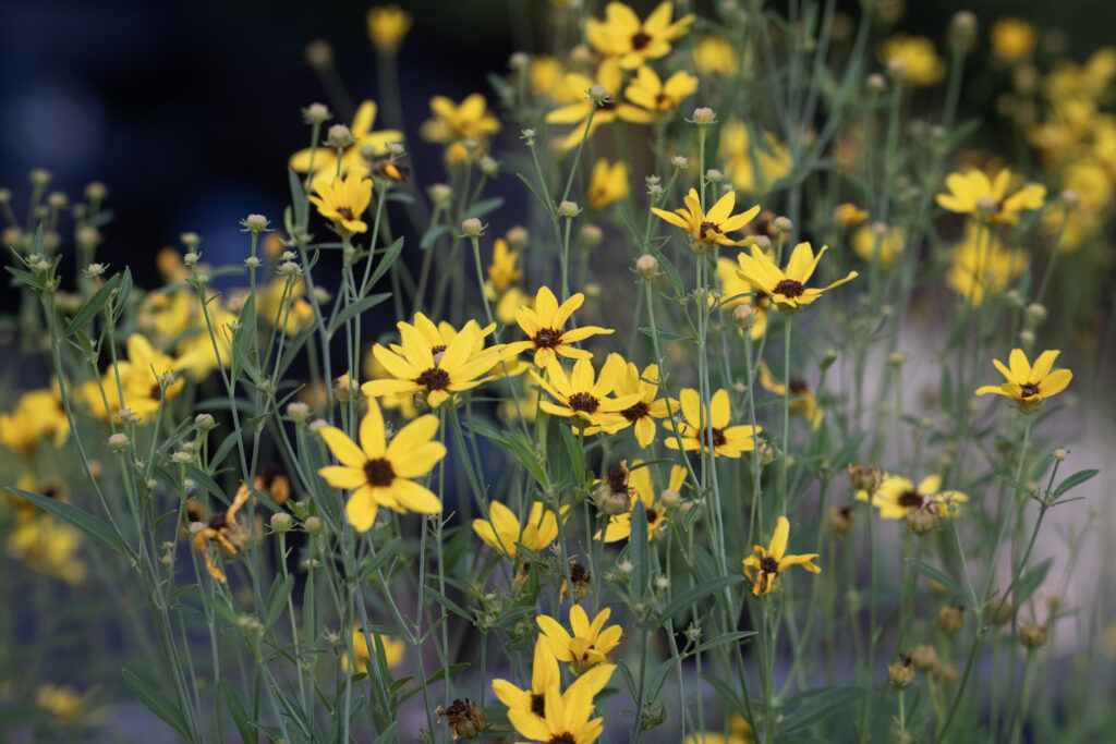 Yellow flowers with green stems in the High Line's gardens.