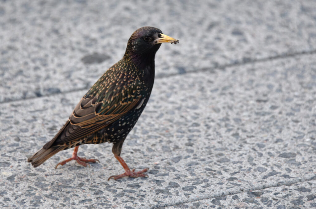 A common starling walking on the High Line. 