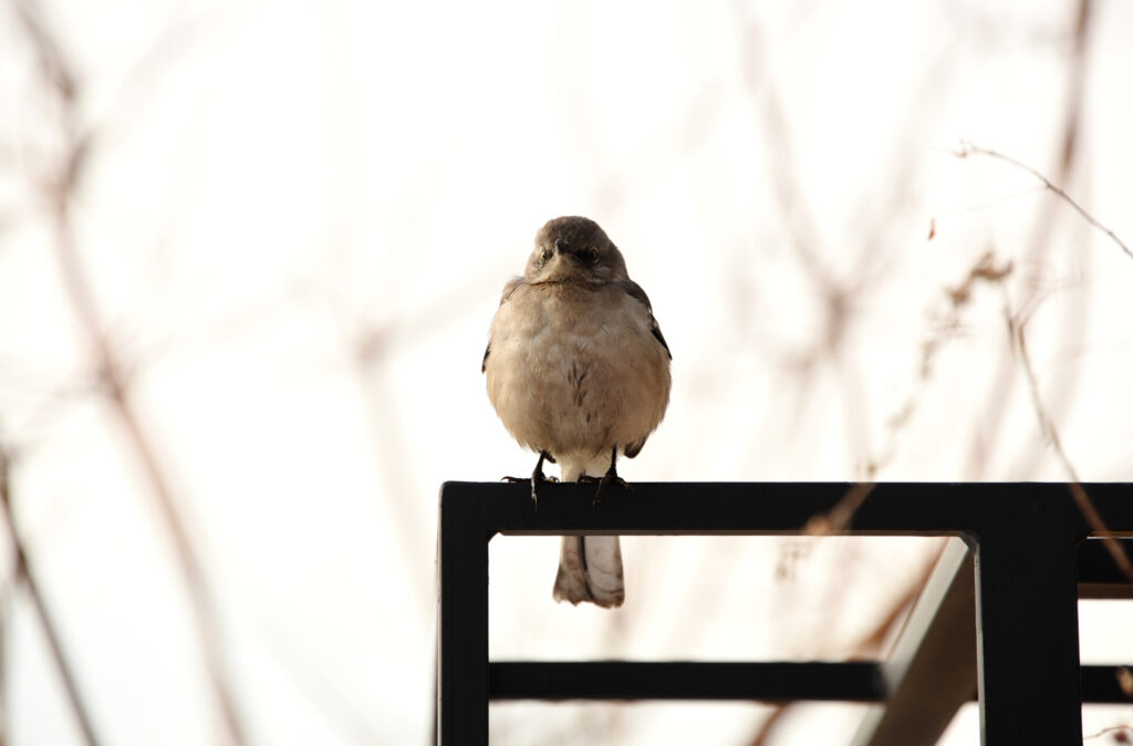 A mockingbird perched on the railing on the High Line.