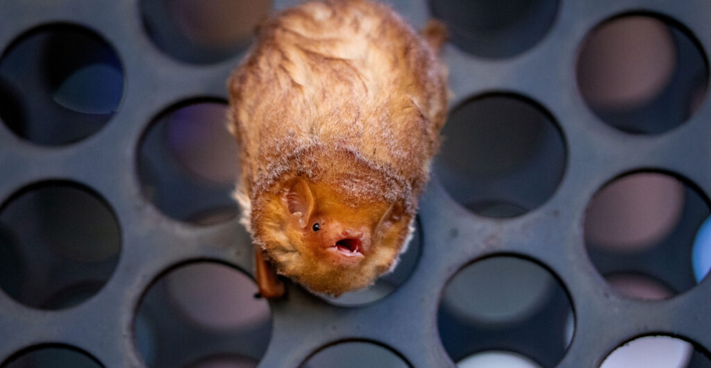 Eastern red bat