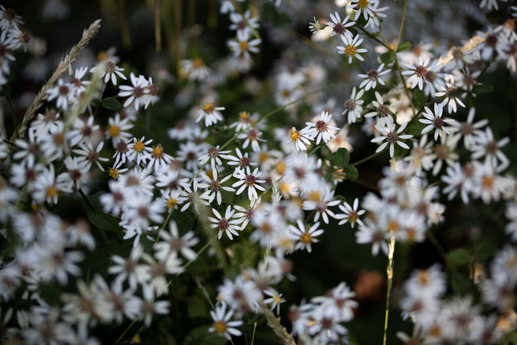 White wood asters on the High Line