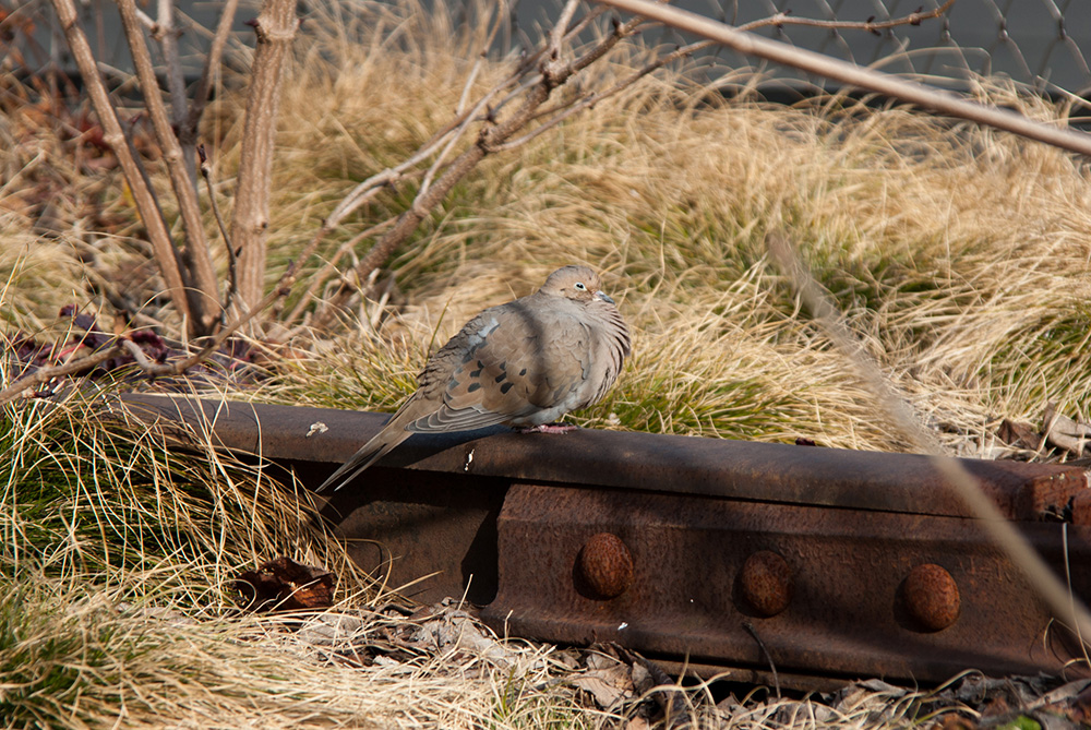 A mourning dove on the tracks of the High Line