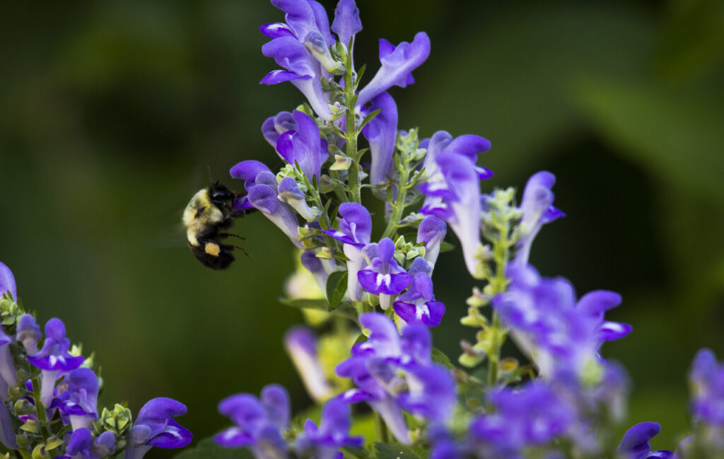 Bumblebee on a purple flower in the High Line's gardens.