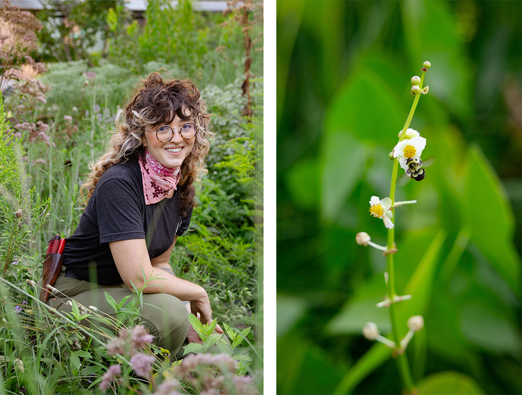 A gardener in the High Line's garden and a duck potato plant