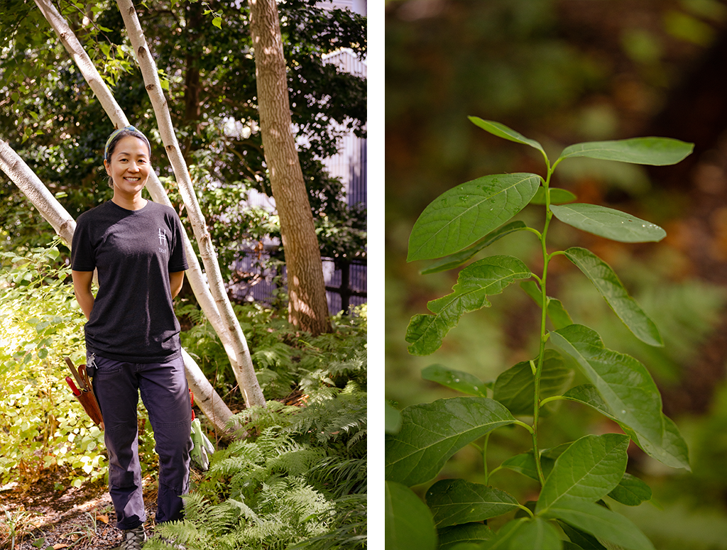 A gardener stands in the High Line's gardens
