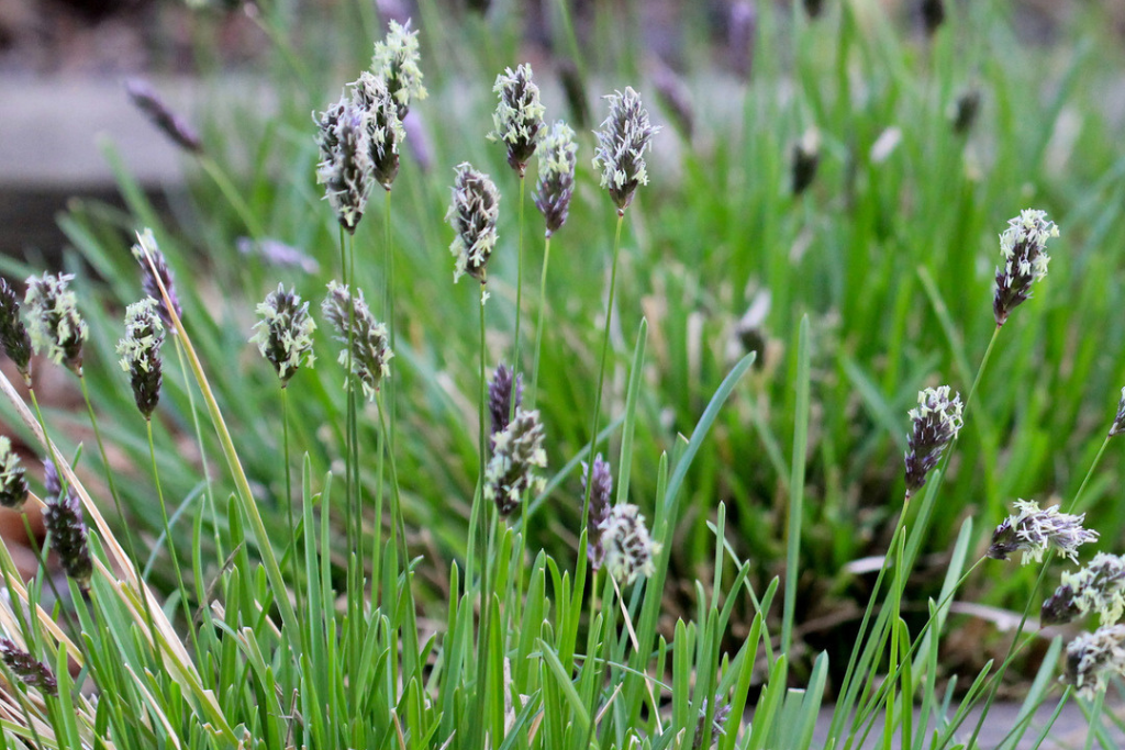 Grass with grey plumes on the High Line.
