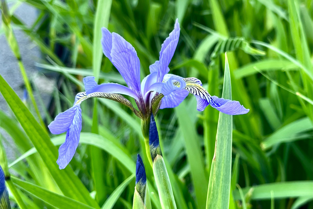 A lavender flower with lightweight petals on the High Line.