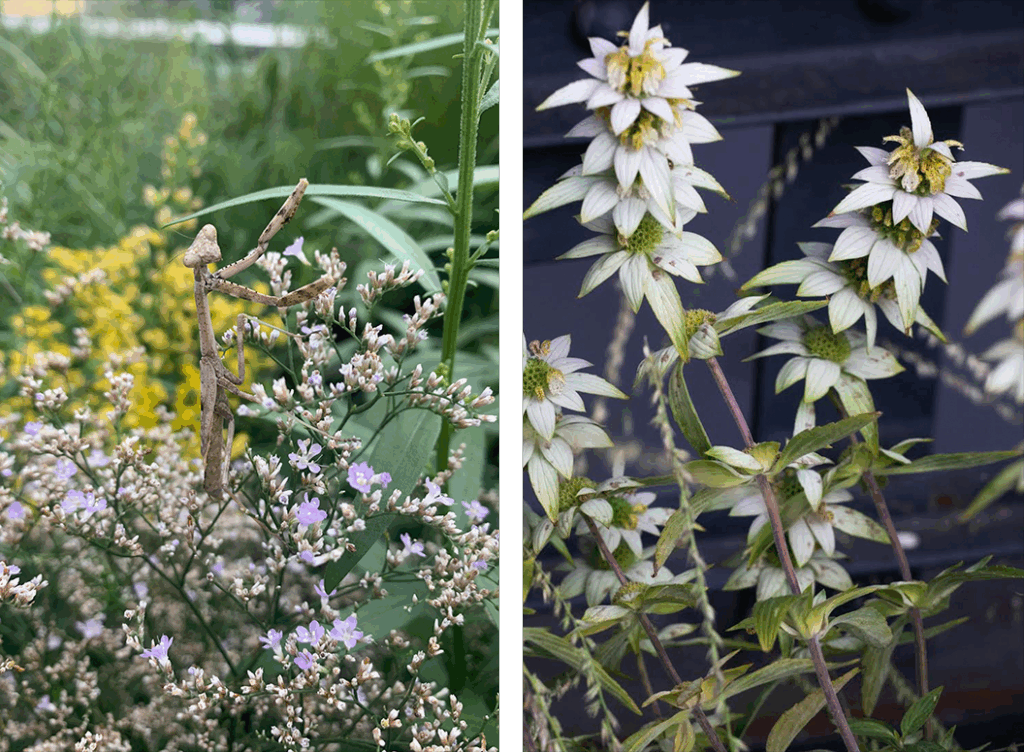 (Left) Native praying mantis on the High Line, (Right) spotted bee balm flowers